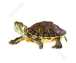 Turtle on parade