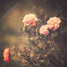Vintage flowers