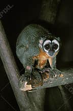 DOUROUCOULI OR OWL MONKEY aotus trivirgatus, ADULT