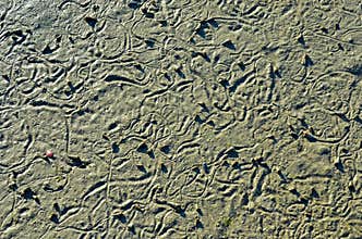 Abstract pattern made by mollusc on beach