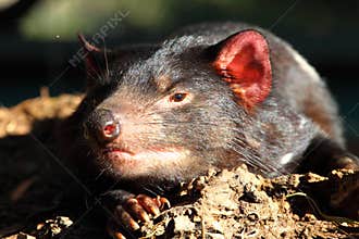 Tasmanian Devil in Australia