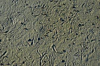 Abstract pattern made by mollusc on beach