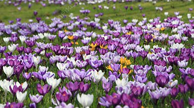 a field of purple flowers