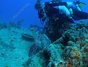 Sea Turtle with Diver