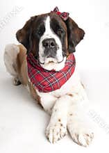 St. Bernard Dog