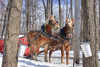 Maple Spring (Canada)