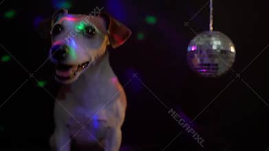 Smiling adorable disco party dog Jack Russell terrier looking to the camera.