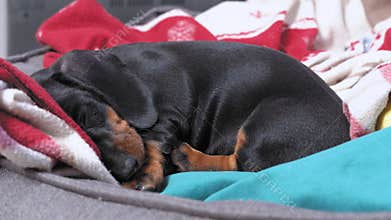 Cute lonely dachshund puppy lies among warm blankets and falls asleep in pet bed at home, close up. Sad baby dog is