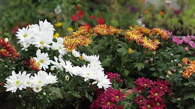 Watering of flowers in a greenhouse or garden