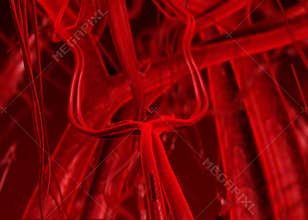 Blood arteries an veins