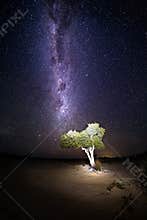 Desert tree under night sky milky way universe