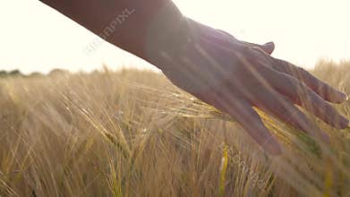 Close Up Woman Farmer Hands Touch Golden Ears Of Wheat In The Field At Sunset
