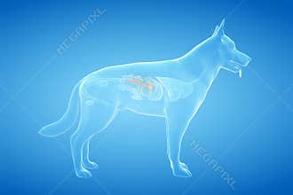 The canine pancreas