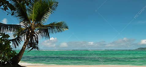 Palm tree , beach panorama.