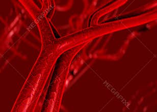 Blood arteries an veins