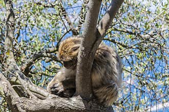 Sleeping Barbary macaque Macaca sylvanus