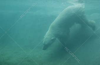 The Diving Polar Bear