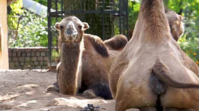 Camel swaying its tail and the other camel chewing, popular animal specie from the deserts of Asia