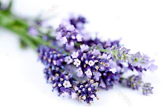 Lavender closeup