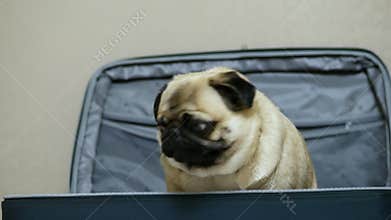 Cute funny pug dog hiding and sitting in the suitcase, owner opens the suitcase and the dog pulls out