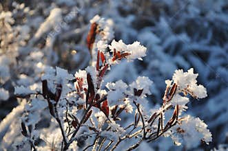 Leatherleaf cassandra branch with red leaves covered by frost on sunny winter day