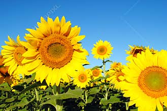 Sunflowers on a Sunny Day