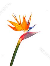 Bird of paradise flower closeup isolated on a white ground