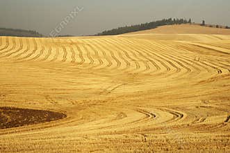 Wheat field 8