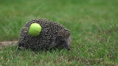 Real wild hedgehog with an apple on the back