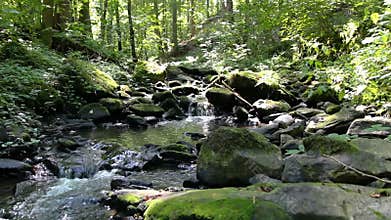 Nice small brook in forest with trees and stone, Czech republic
