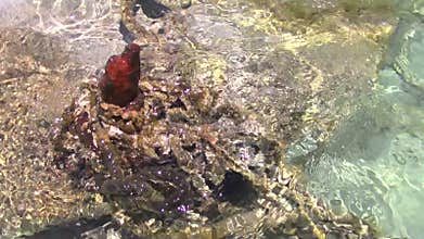 Rope and rusty boat anchor