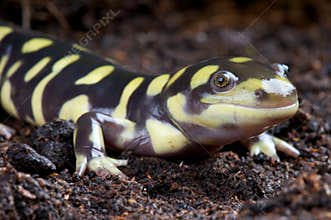 Tiger salamander