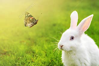 Cute adorable white fluffy rabbit sitting on green grass lawn and looking on beautiful flying butterfly at backyard. Small sweet