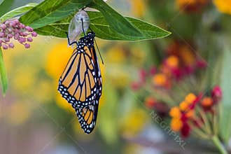 Monarch butterfly newly emerged from Chrysalis on Milkweed