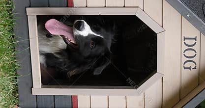 Border Collie Dog in its Dog House, male, Picardy in France, vertical video, Real Time