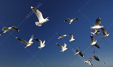 A Flock of Seagulls