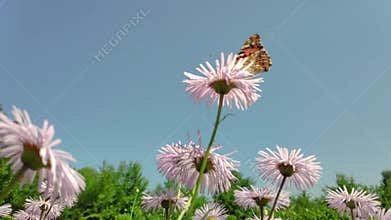 Chamomile flowers, fluttering butterfly, collects nectar