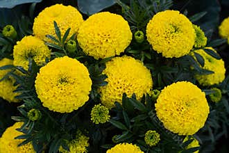 Close-up of beautiful marigold blossom