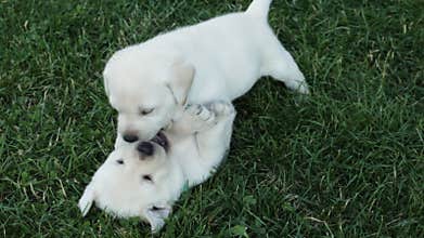 Cute labrador puppies play and fight in the grass