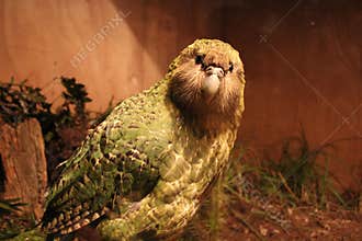 Kakapo Endemic Parrot of New Zealand