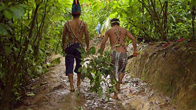 Indigenous People Carrying Ayahuasca Plants