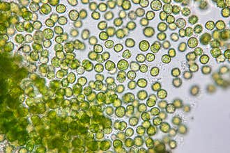 Chlorella under the microscope in Lab.