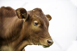 A young brown chesnut coloured calf, face only, looking at camera, against white background, isolated, with copy spaceyoung calf a