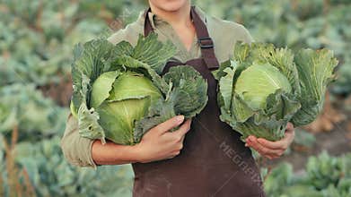 Harvesting cabbage. Woman holds cabbage in his hands