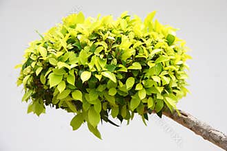 Green home plant