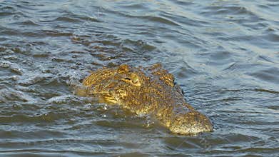 Nile crocodile catching and eating a fish