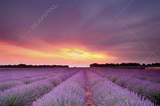 Lavender sunset