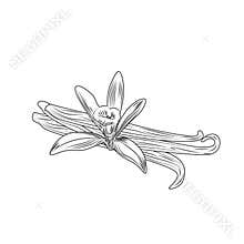 Hand drawn vanilla flower seed plant branch leaf