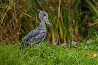 Shoebill, Balaeniceps rex