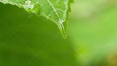 Transparent dew accumulates at the tip of the leaf and drops down.
